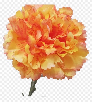 S9998gld 61cm Carnation Silk Silk Wedding Bouquets - Carnation