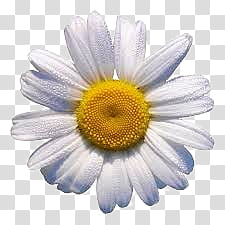 SA Y PEOPLE, white daisy flower art transparent background PNG clipart
