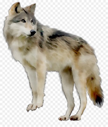 Saarloos wolfdog Czechoslovakian Wolfdog Tamaskan Dog Northern Inuit Dog Canadian Eskimo dog -  