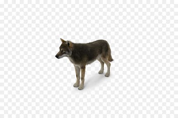 Saarloos wolfdog Kunming wolfdog Image Coyote Desktop Wallpaper -  