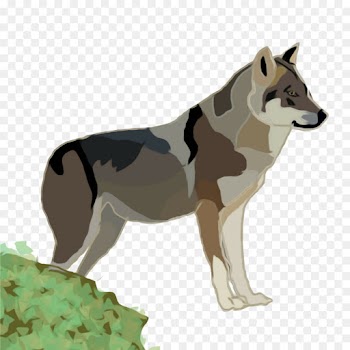Saarloos Wolfdog, Wolf, Czechoslovakian Wolfdog, Mammal, Vertebrate PNG