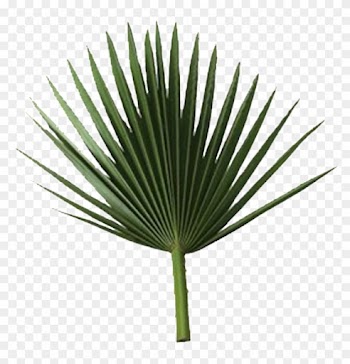 Sabal Palm Arecaceae Rama De Palmera De Hoja De Fronda - Palm Leaf Free Png