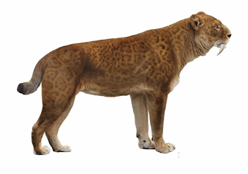 Saber Tooth - Saber Tooth Tiger Transparent - saber tooth tiger ...