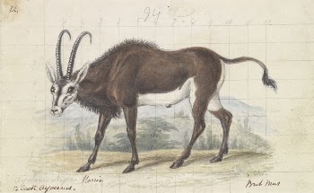Sable Antelope by Charles Hamilton | Free Photo - rawpixel