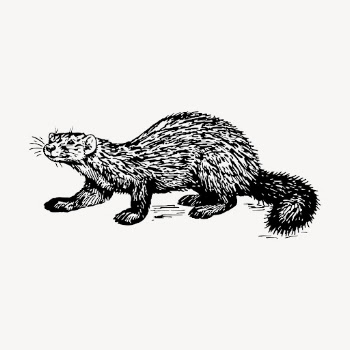 Sable clipart, vintage animal illustration | Free Vector - rawpixel