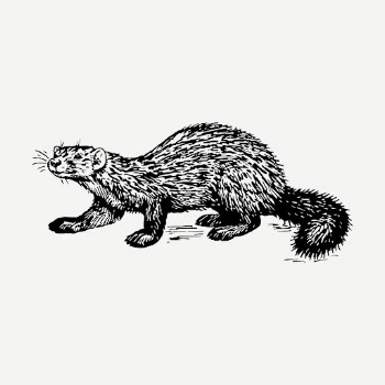 Sable drawing, vintage wildlife illustration | Free PSD - rawpixel
