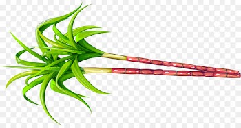 Saccharum officinarum Sugarcane Fruit - Green simple plant sugar cane 