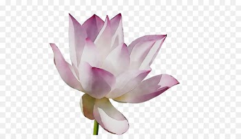 Sacred Lotus Plant stem Cut flowers Purple -  