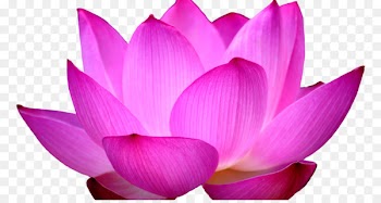 Sacred Lotus Portable Network Graphics Clip art Image Desktop Wallpaper - flower 