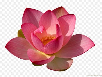 Sacred Lotus Portable Network Graphics Clip art Image Desktop Wallpaper - lily 