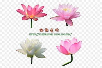 Sacred Lotus Portable Network Graphics Clip art JPEG Image - cons 