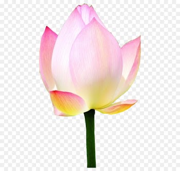 Sacred Lotus Portable Network Graphics Image Purple Desktop Wallpaper - autumn leaves graphics 