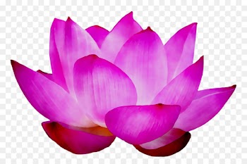 Sacred Lotus Purple -  