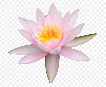 Sacred Lotus Water lily Photography Image Portable Network Graphics - flower 