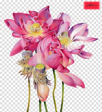 Sacred Lotus Watercolor painting Artist Illustrator, painting transparent background PNG clipart