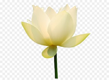 Sacred Lotus, White, Blue, Flower, Petal PNG