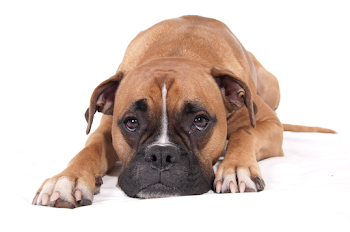 Sad Dog Png, png collections at sccpre.cat