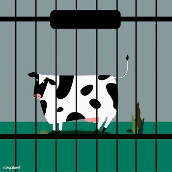 Sad livestock cow in captivity | Free stock vector - 462122