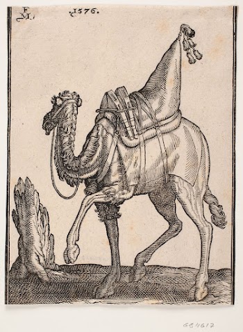 Saddled dromedary, profile t.v.and with head | Free Photo - rawpixel