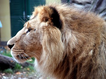 sadlionCN9062.jpg