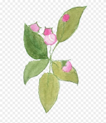 Sadly I Don't Think I Shall See Much Blossom On My - Evergreen Rose