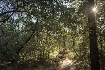 Safari jeep in Community Forest, | Free Photo - rawpixel