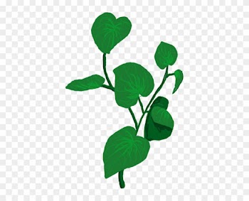 Safety Research - Kava Leaf Clip Art