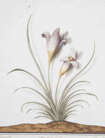 Saffron Crocus (Crocus sativus). Original | Free Photo - rawpixel