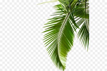 Sago palm Leaf Arecaceae Stock photography Cycad - Green palm leaves 
