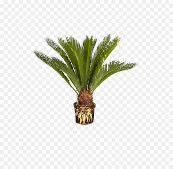 Sago Palm, Palm Trees, Garden, Plant, Flower PNG