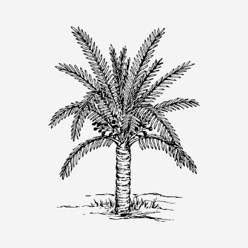 Sago palm tree drawing, hand | Free Photo - rawpixel