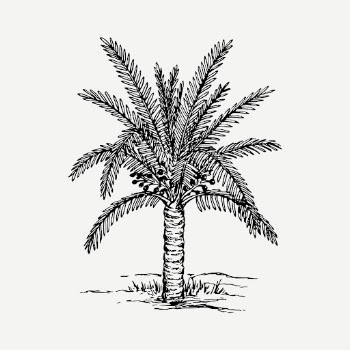 Sago palm tree drawing, hand | Free PSD - rawpixel