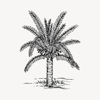 Sago palm tree drawing, hand | Free Vector - rawpixel