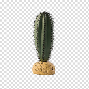 Saguaro Cactus PNG High-Quality Image