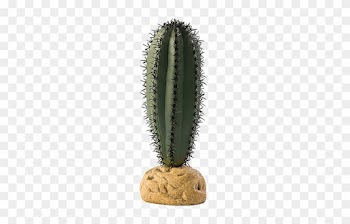 Saguaro Cactus Png High-quality Image - Security Camera Flower Pot
