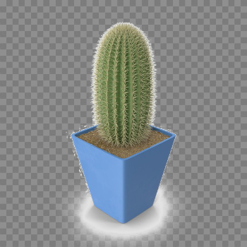 Saguaro Cactus PNG Photo