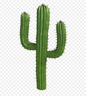 Saguaro National Park Cactaceae Desert Clip art - cactus 