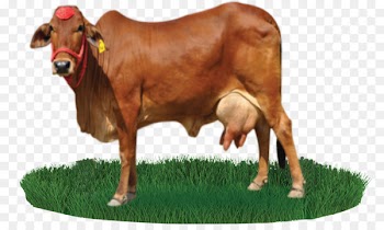 Sahiwal cattle Beef cattle Nili-Ravi Dairy farming - clarabelle cow 