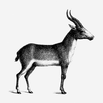 Saiga antelope drawing, vintage wildlife | Free Photo - rawpixel