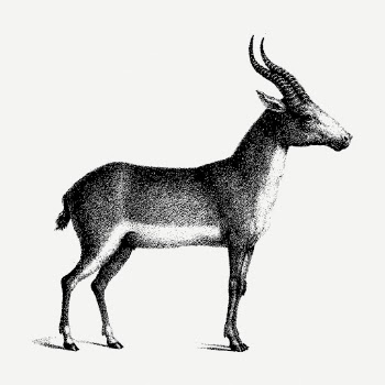 Saiga antelope drawing, vintage wildlife | Free PSD - rawpixel
