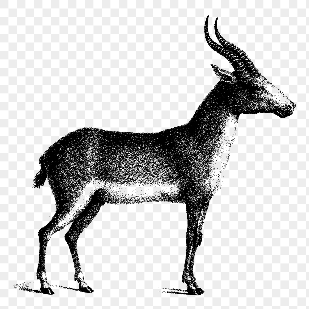 Saiga antelope png sticker, vintage | Free PNG - rawpixel