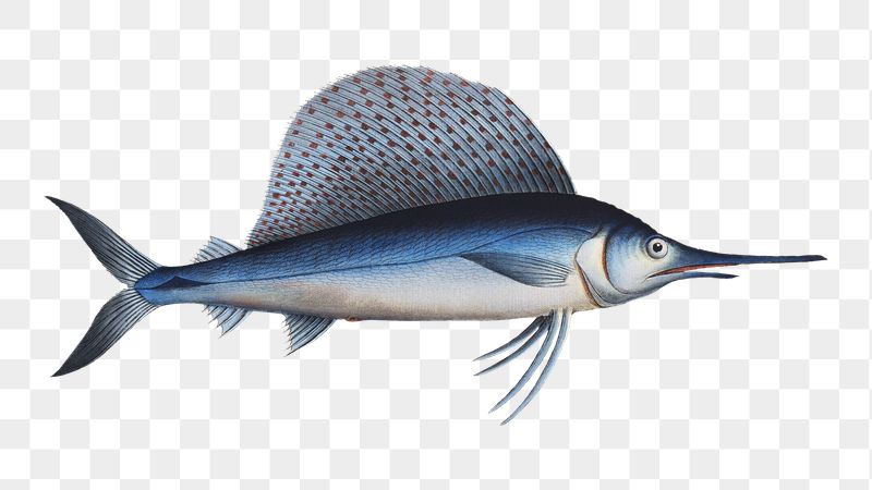 Sail fish png illustration sticker, | Free PNG - rawpixel