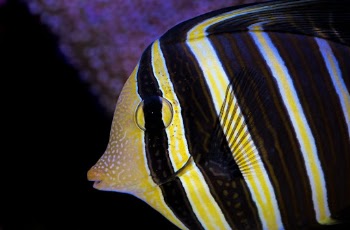 Sailfin Tang. These coral reef fish are found in the Indian and Pacific oceans. The dorsal fin can be raised in an impressive display, hence the name sailfin tang. Photographed at the Cairns Aquarium.