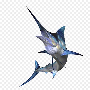 Sailfish Marlin fishing Atlantic blue marlin Big-game fishing - A sword 