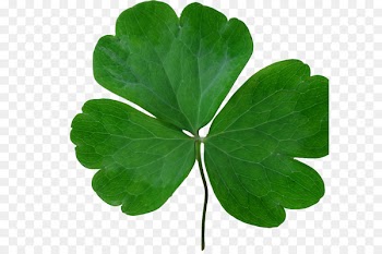Saint Patricks Day, Republic Of Ireland, Holiday, Leaf, Green PNG