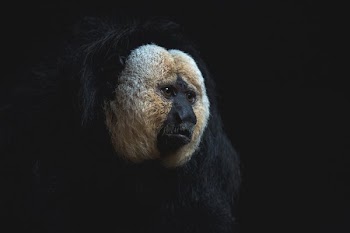 Saki Monkey Face In The Shadows