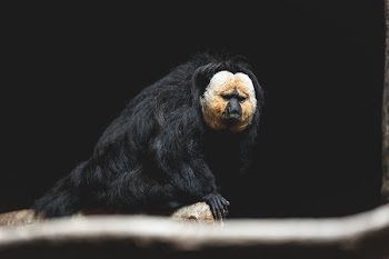 Saki Monkey In The Shadows