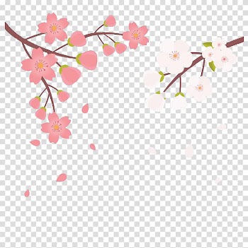 Sakura Sushi & Hibachi Cherry blossom Color, Hand-painted in two colors cherry transparent background PNG clipart