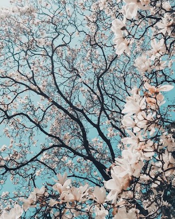sakura tree in bloom