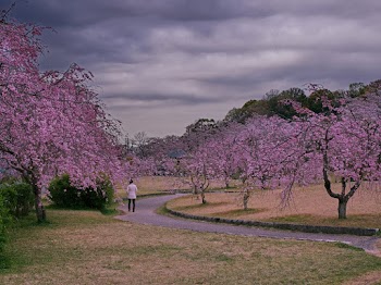 Sakura Tree Scenery